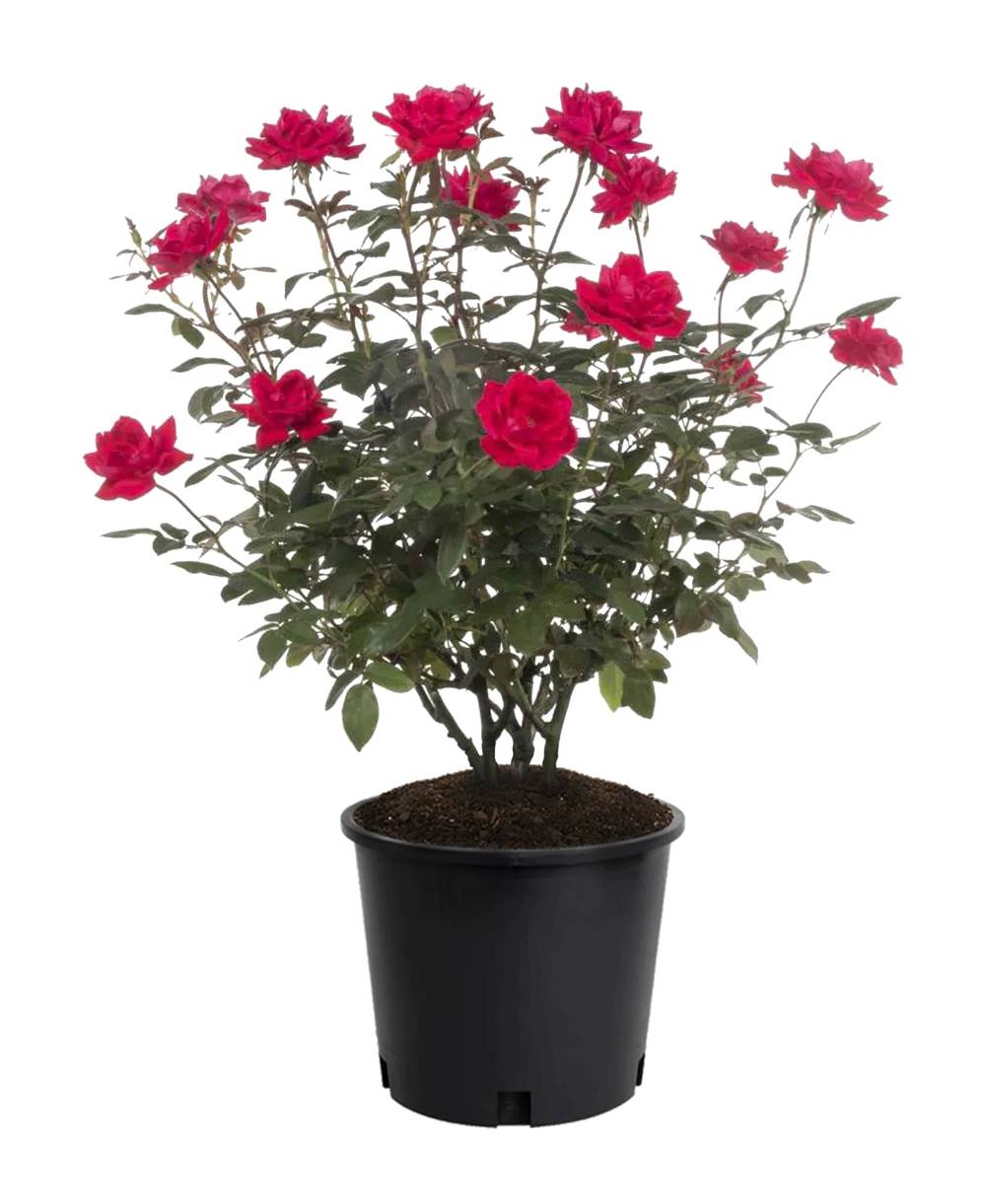 Lowe's Red Red Rose 2.25 -Gallon 1 -Pack in Pot | 62113FL