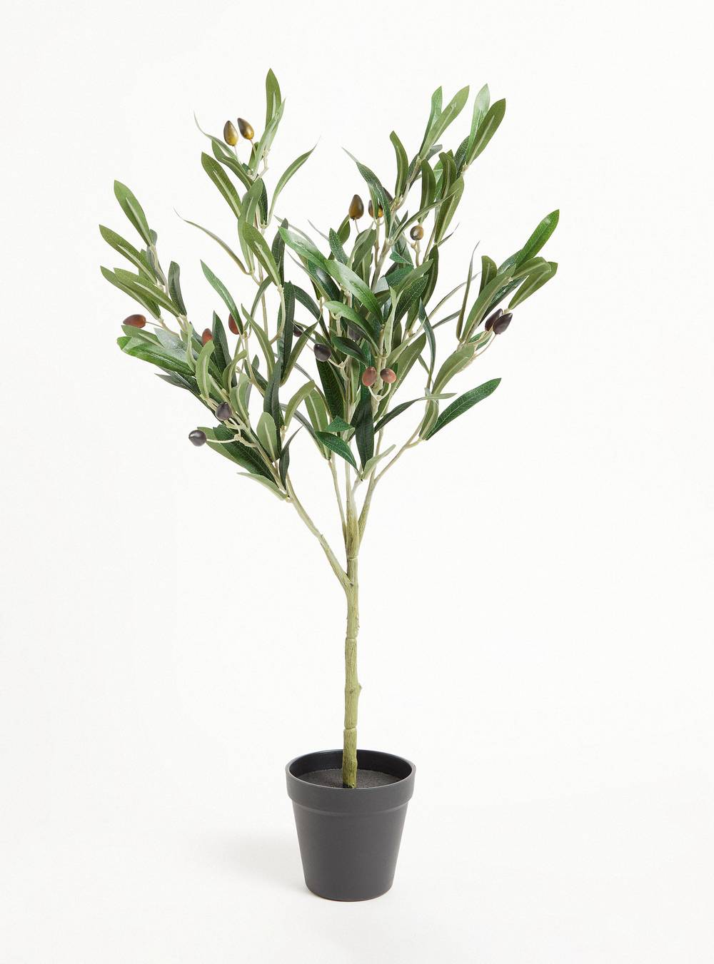 Outzen planta olivo 65 cm