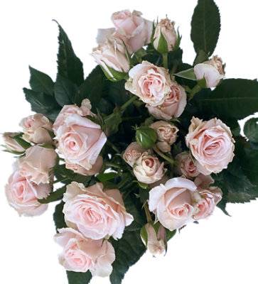 Spray Roses Consumer Bunches 5 Stem - Each