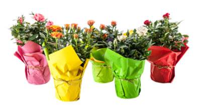 Mini Rose Flower Pot (5 pack)