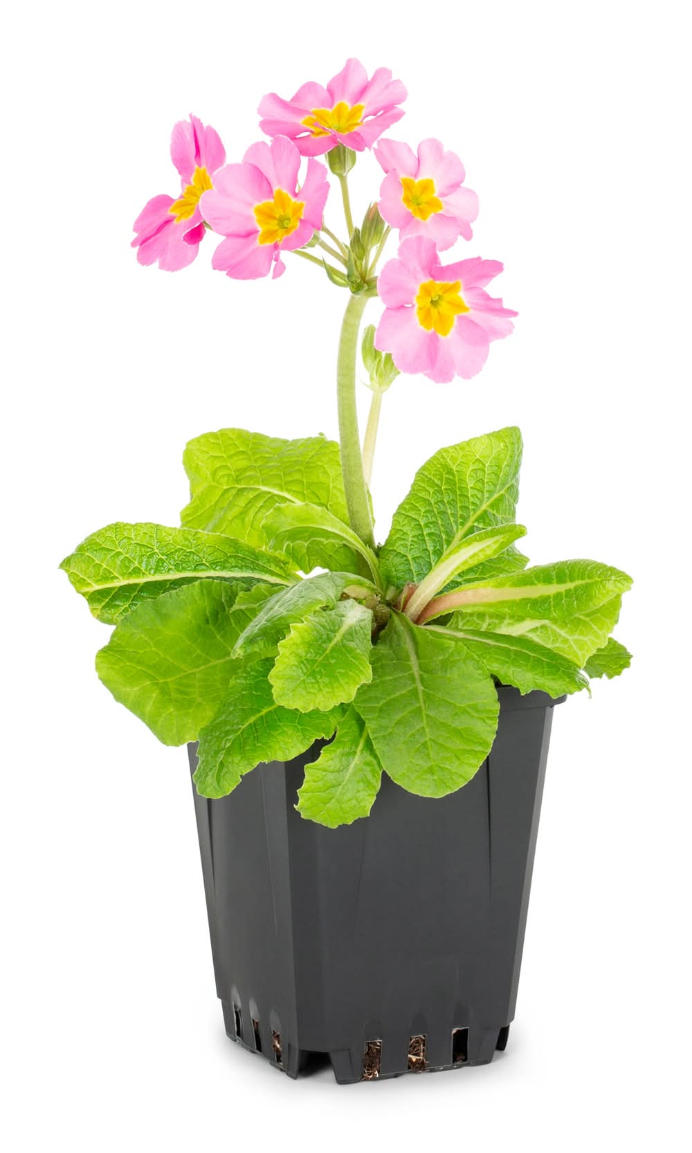 Lowe's Multicolor Flower in 1 Pint Pot | NURSERY