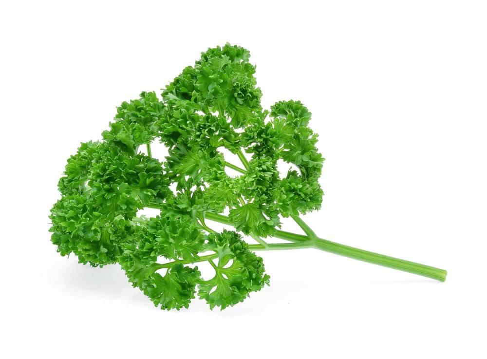 Curly Parsley