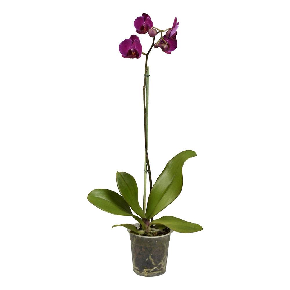 The home depot orquídea natural con maceta de plástico (1 pieza)