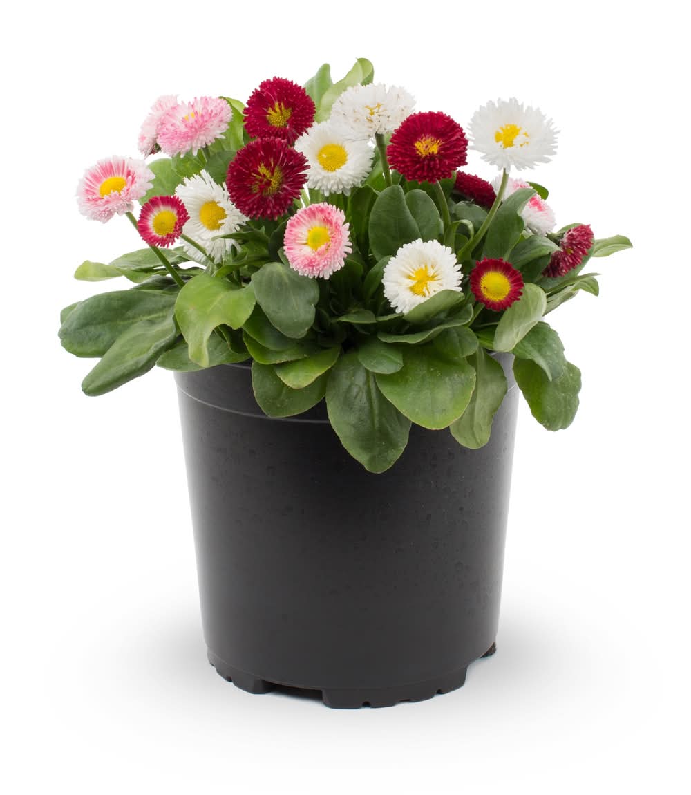 Lowe's 2 -Quart Multicolor English Daisy 1 -Pack