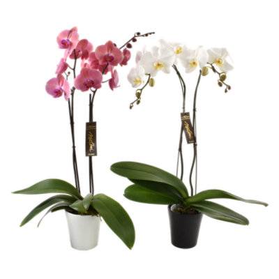 Debi Lilly Orchid Phalaenopsis 6 Inch Pot - Each (Colors May Vary)