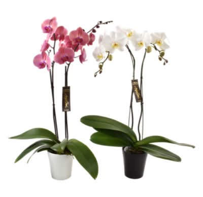 Overjoyed Boutique Orchid Phalaenopsis - 6 Inch (Colors May Vary)
