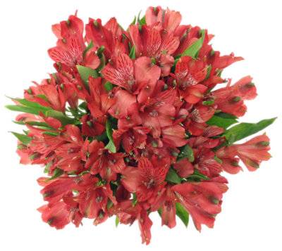 Signature Select Alstroemeria Cool Variety Colors - 7 Count