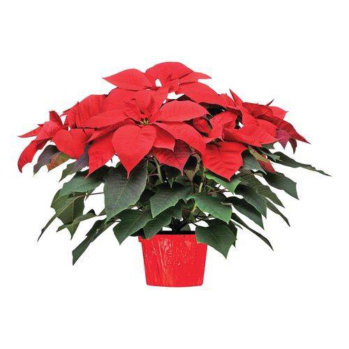 Red Poinsettia - Flowers (6")