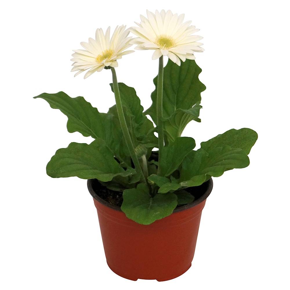 Floramundo planta natural gerbera blanco (1 pieza)