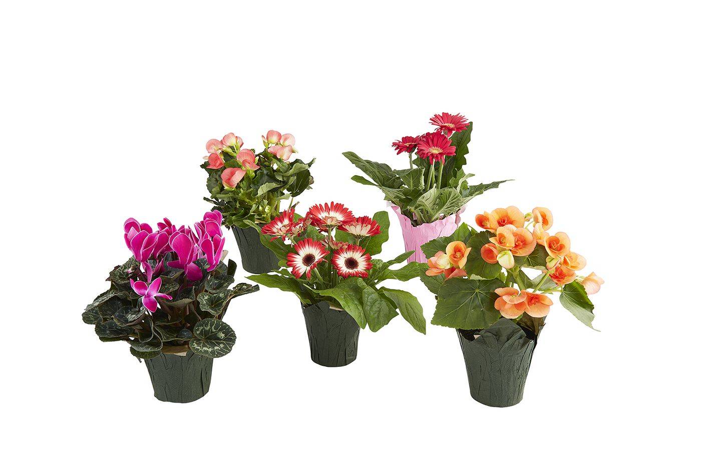Assorted Blooming Plants, Selection May Vary 1 Ea