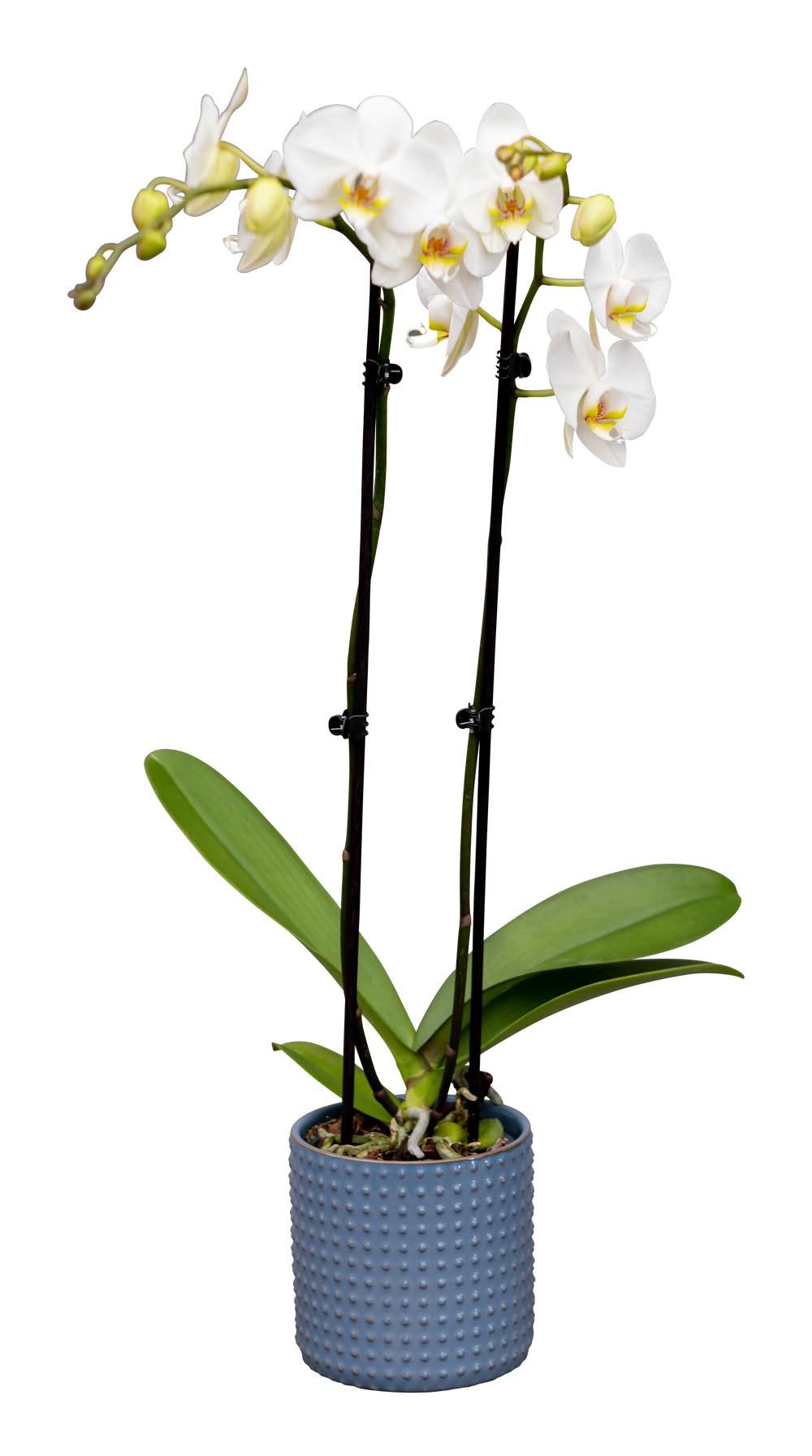 Bloom Haus Everyday Phalaenopsis Orchid Plant, 5 in