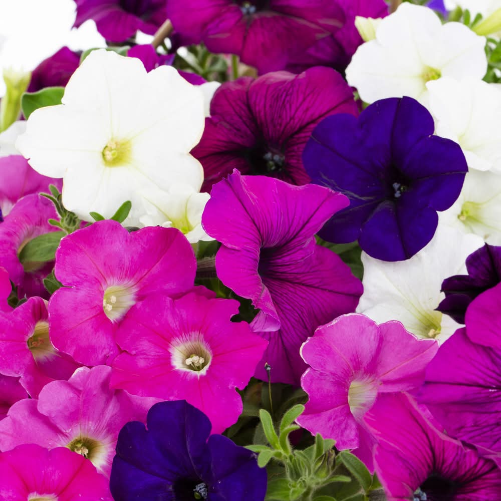 Lowe's Multicolor Dianthus Plant in 2.5 -Quart Pot 1 -Pack | 140339