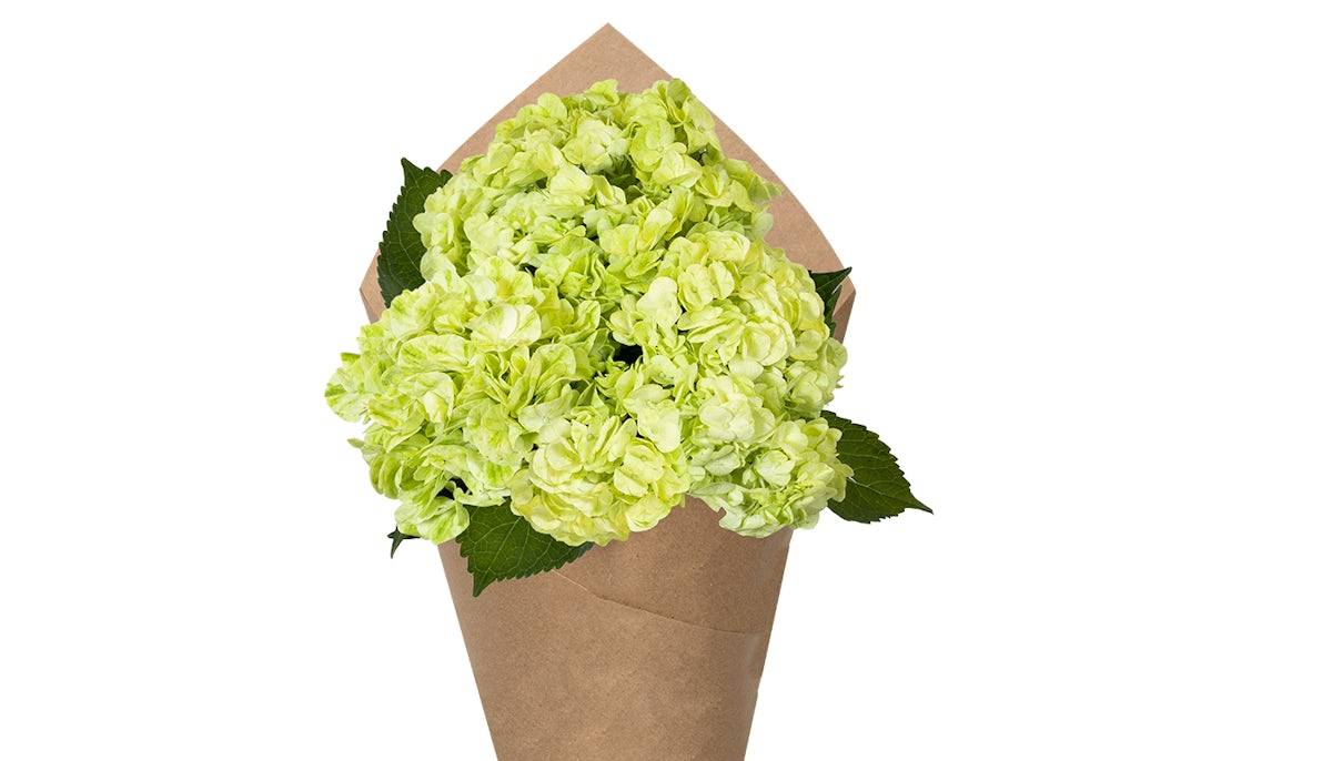 Hydrangea Bunch - Light Green, 3 stem