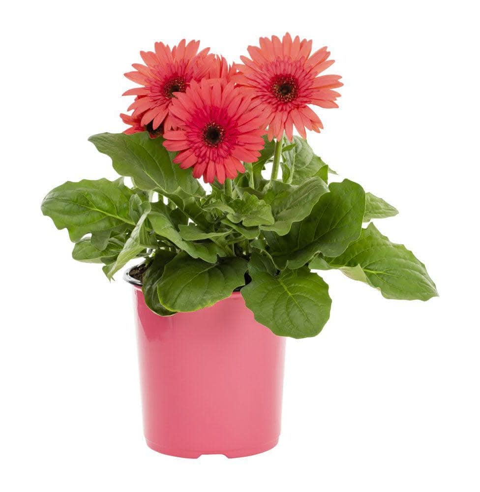 Vigoro 2.6 Qt. Gerbera Daisy Plant With Assorted Color Blooms