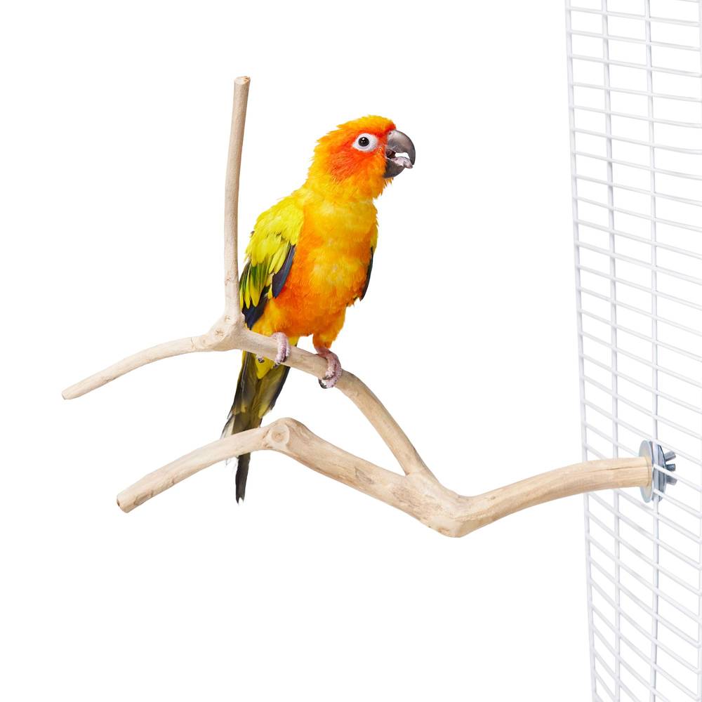 All Living Things® Java Wood Multi Bird Perch (Size: X Small)