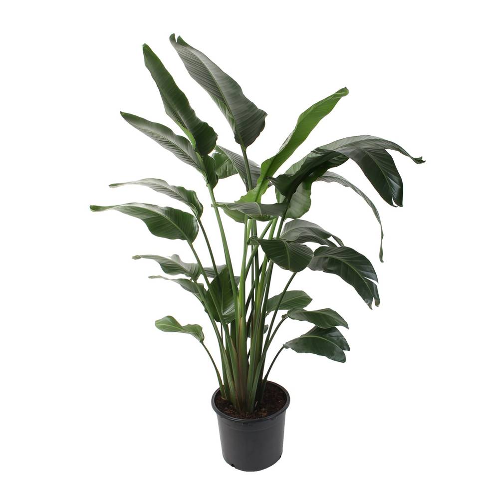 Lowe's White Bird Of Paradise House Plant in 1.75-Gallon Pot | NURSERY