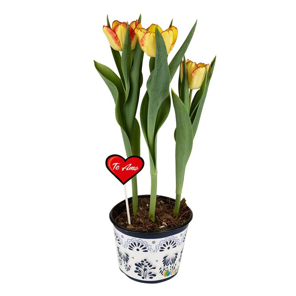 Maceta tulipán bulbos (500 g)