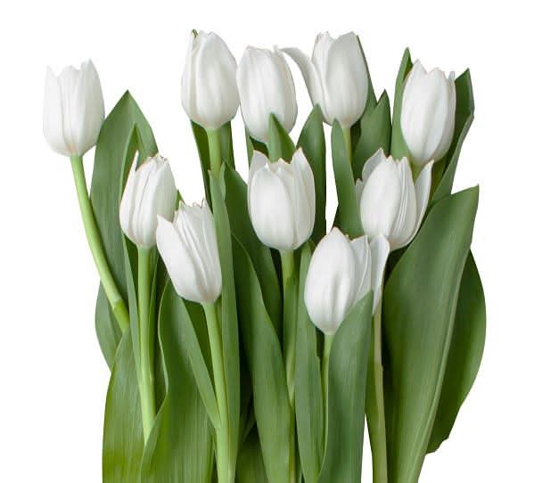 White Tulip Bunches
