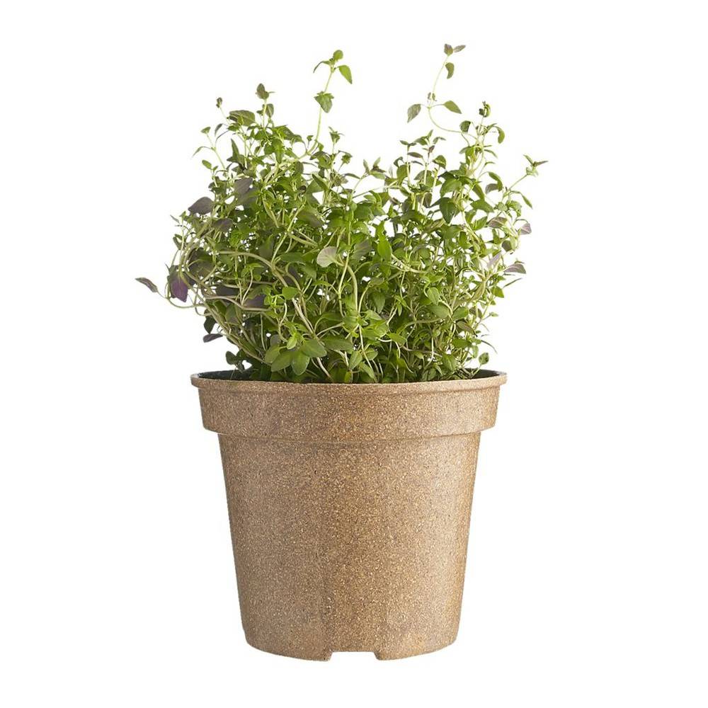 Freeman Herbs Organic Fresh Thyme Potted