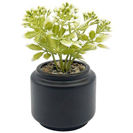 Festive Voice Speckle Pot Succulent - 1.0 ea