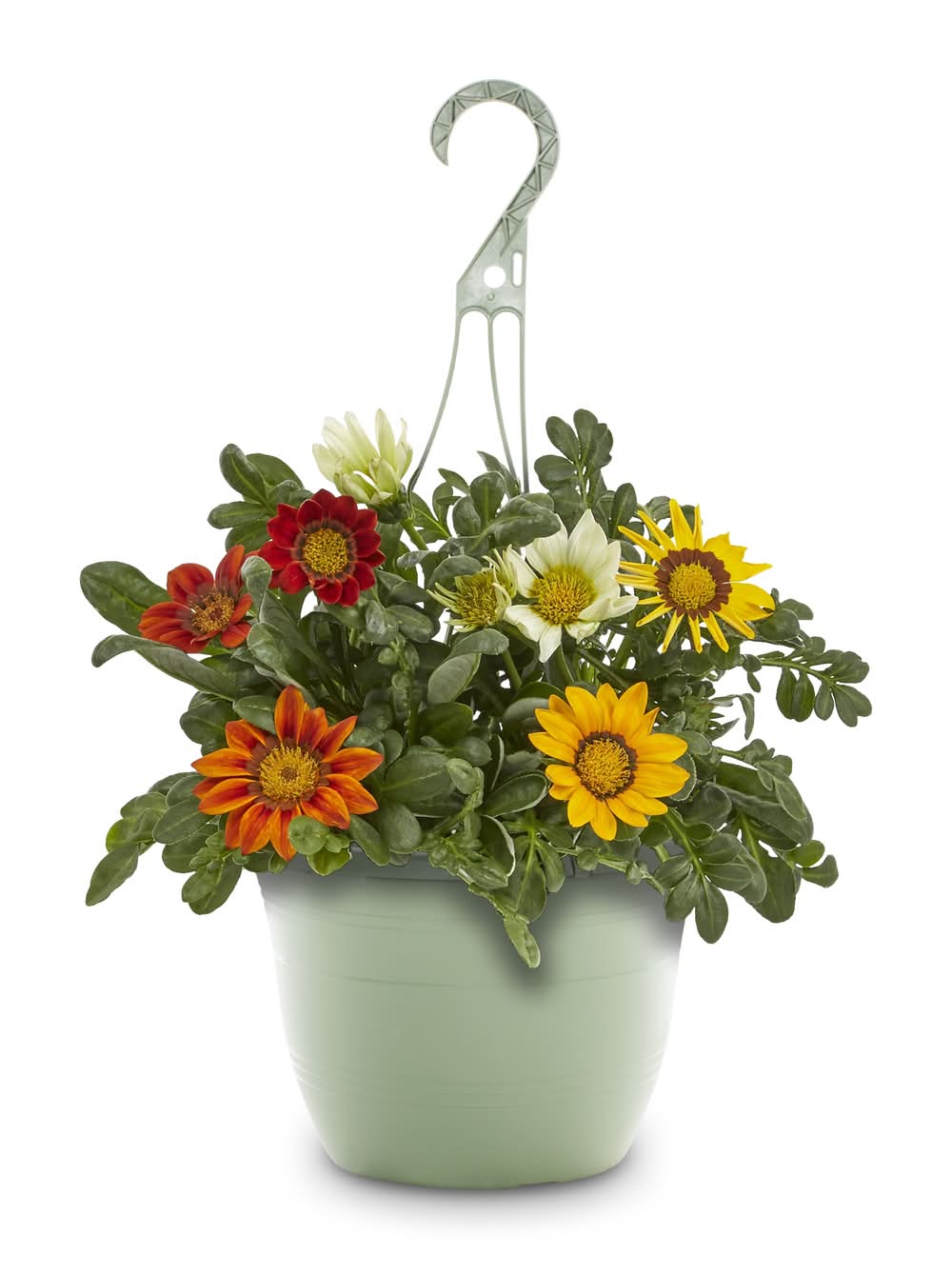 Lowe's 1.5 Gallon(s) Multicolor Treasure Flower 1 -Pack - Low Maintenance