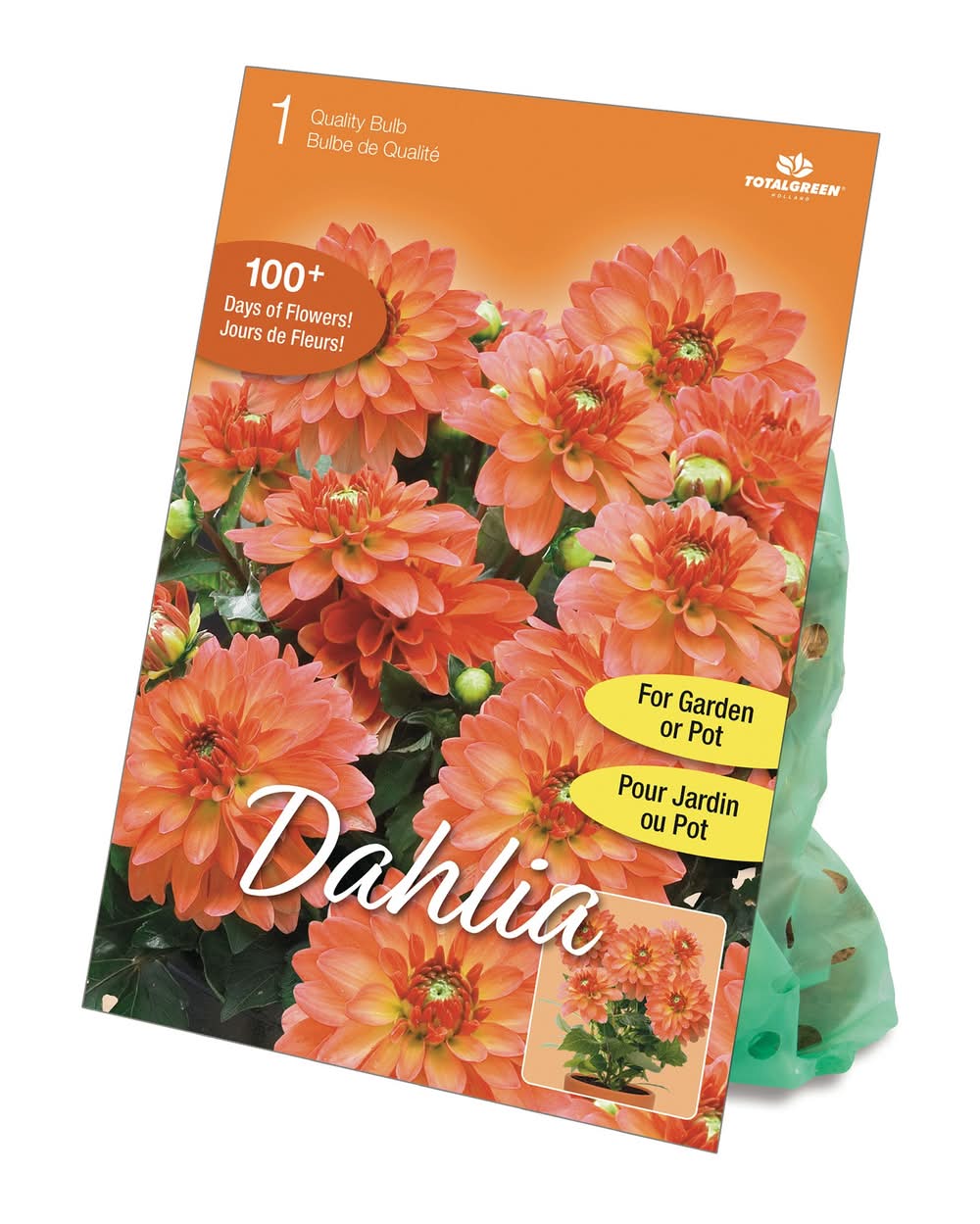 TotalGreen Holland Patio Pot Dahlia Seeds, Light Purple