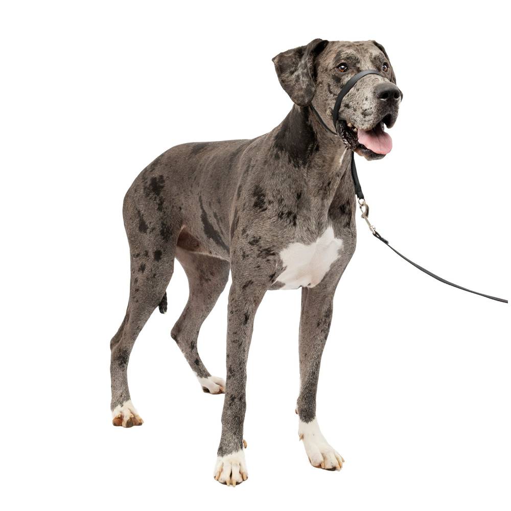 PetSafe® Gentle Leader® Training Dog Headcollar (Color: Black, Size: X Large)