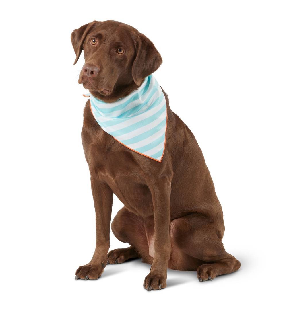 Top Paw® Striped Evaporative Cooling Dog Bandana (Color: Multi Color, Size: Small/Medium)