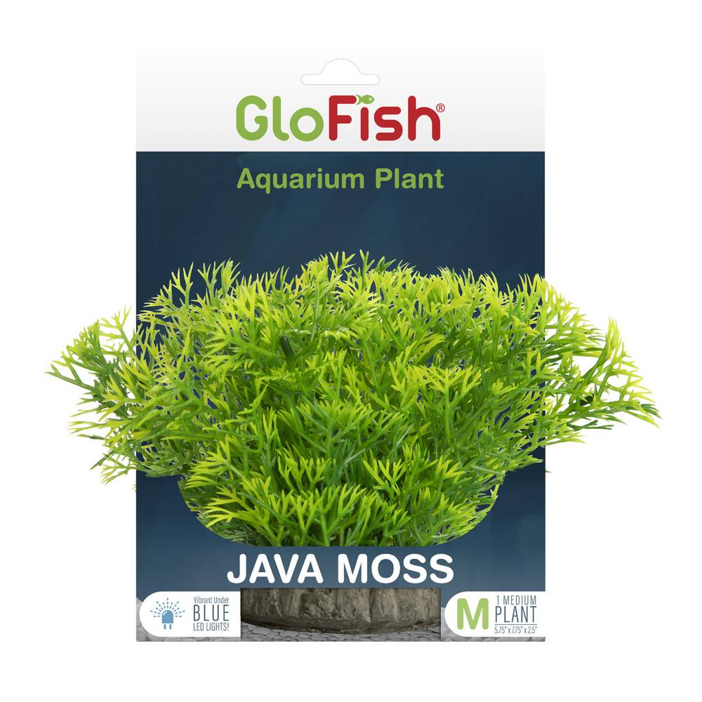 Glofish musgo java (1 pieza)