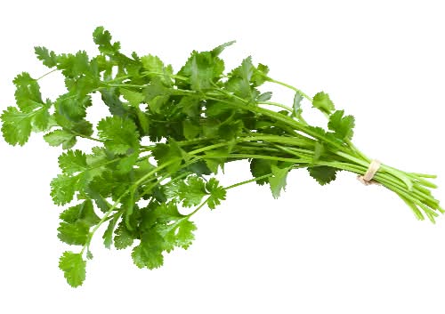 Cilantro