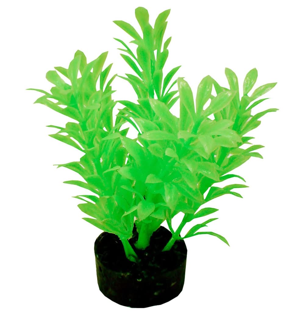 Blue Ribbon ColorBurst Florals Exotic Mini Plant - Neon Green, 1 ea