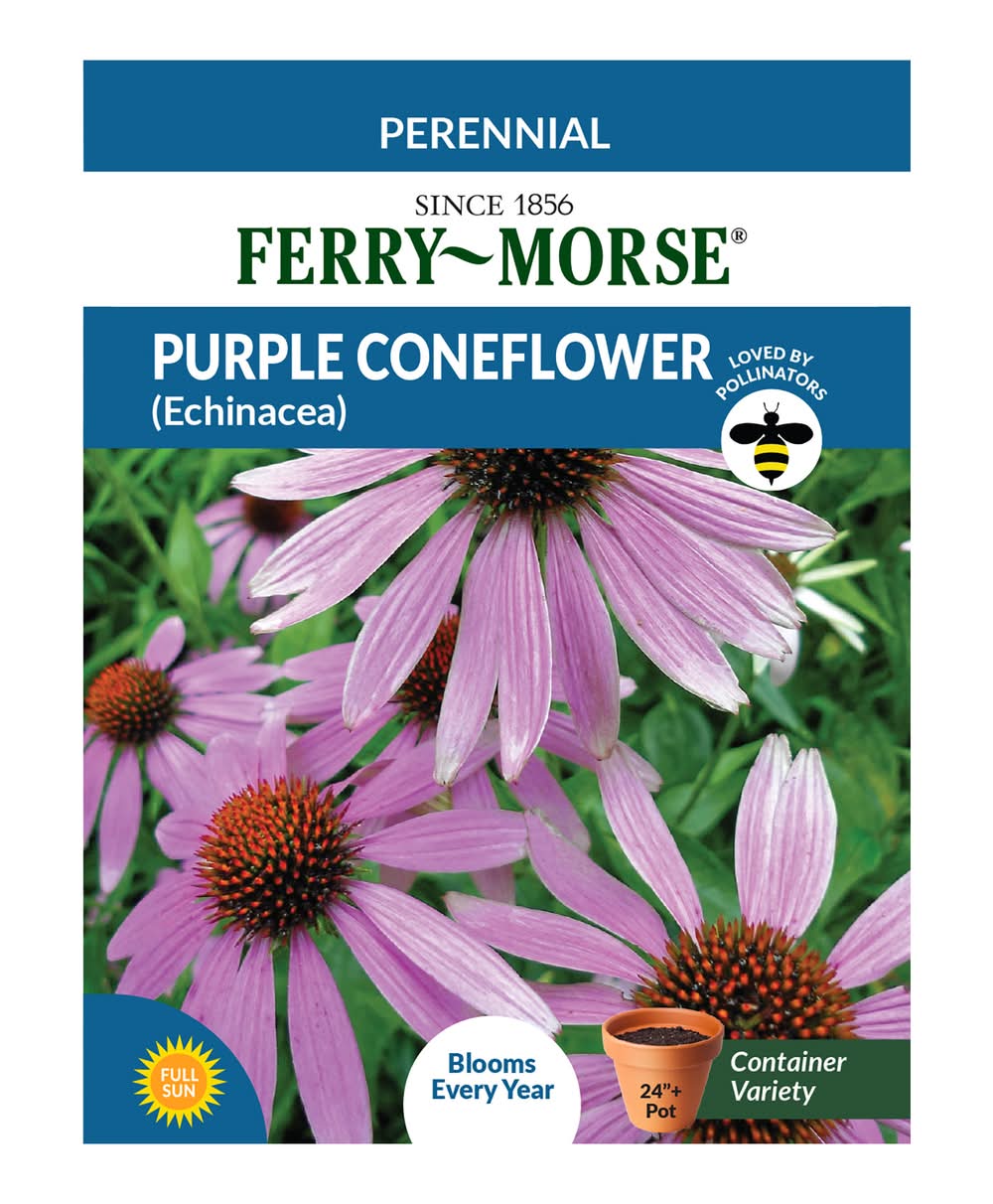 Ferry Morse Purple Coneflower, Echinacea