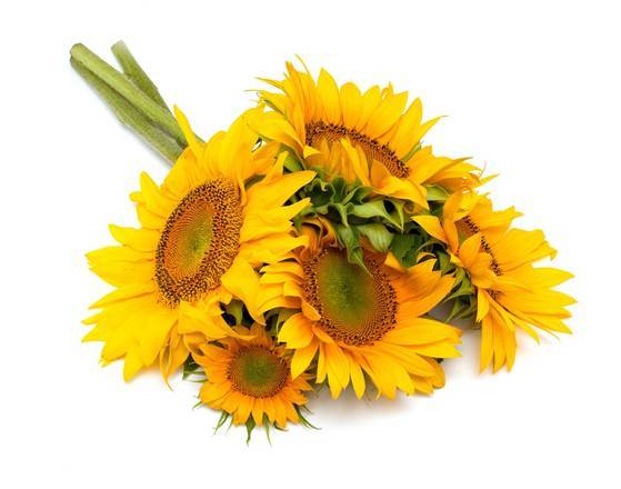 Bunches Sunflowers (1 ct)