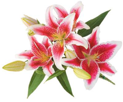 Pink Oriental Lilies Hawaii 3 Stems - Each