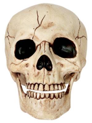 Plastic Skull With Moveable Jaw - Ea