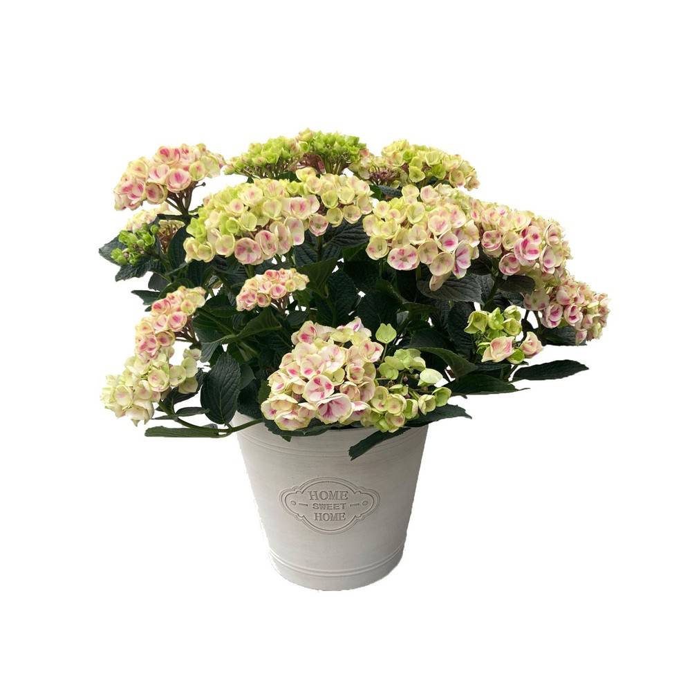 Rainbow Greenhouses Hydrangea Decorative Pot (454 g)