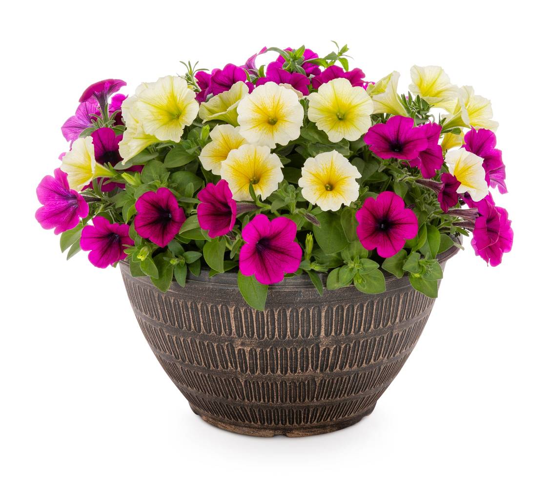 Lowe's Multicolor Petunia in 2.00 Gallon(s) Planter | NURSERY