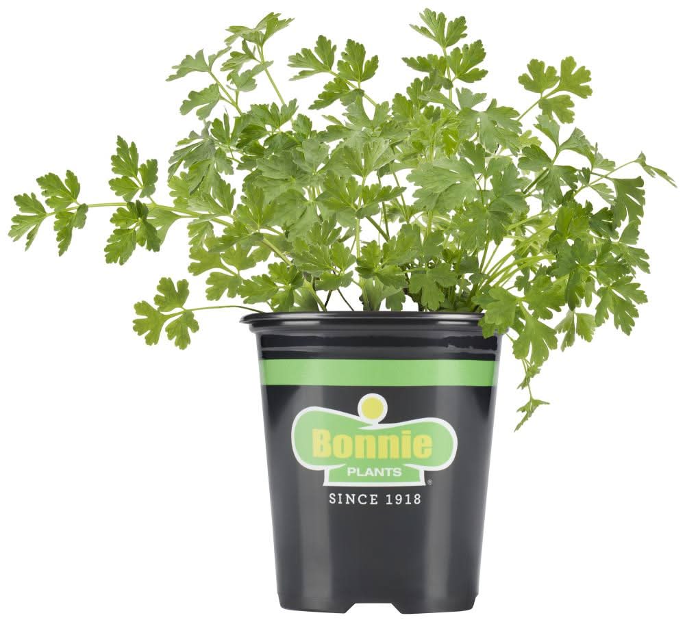 Bonnie Plants 1 -Pack Parsley Plant in Pot