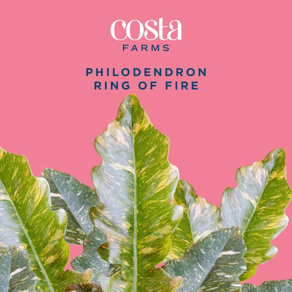 Costa Farms Trending Tropicals Philodendron House Plant in Pot 1.4 Quart |  Delivery Near You | Postmates