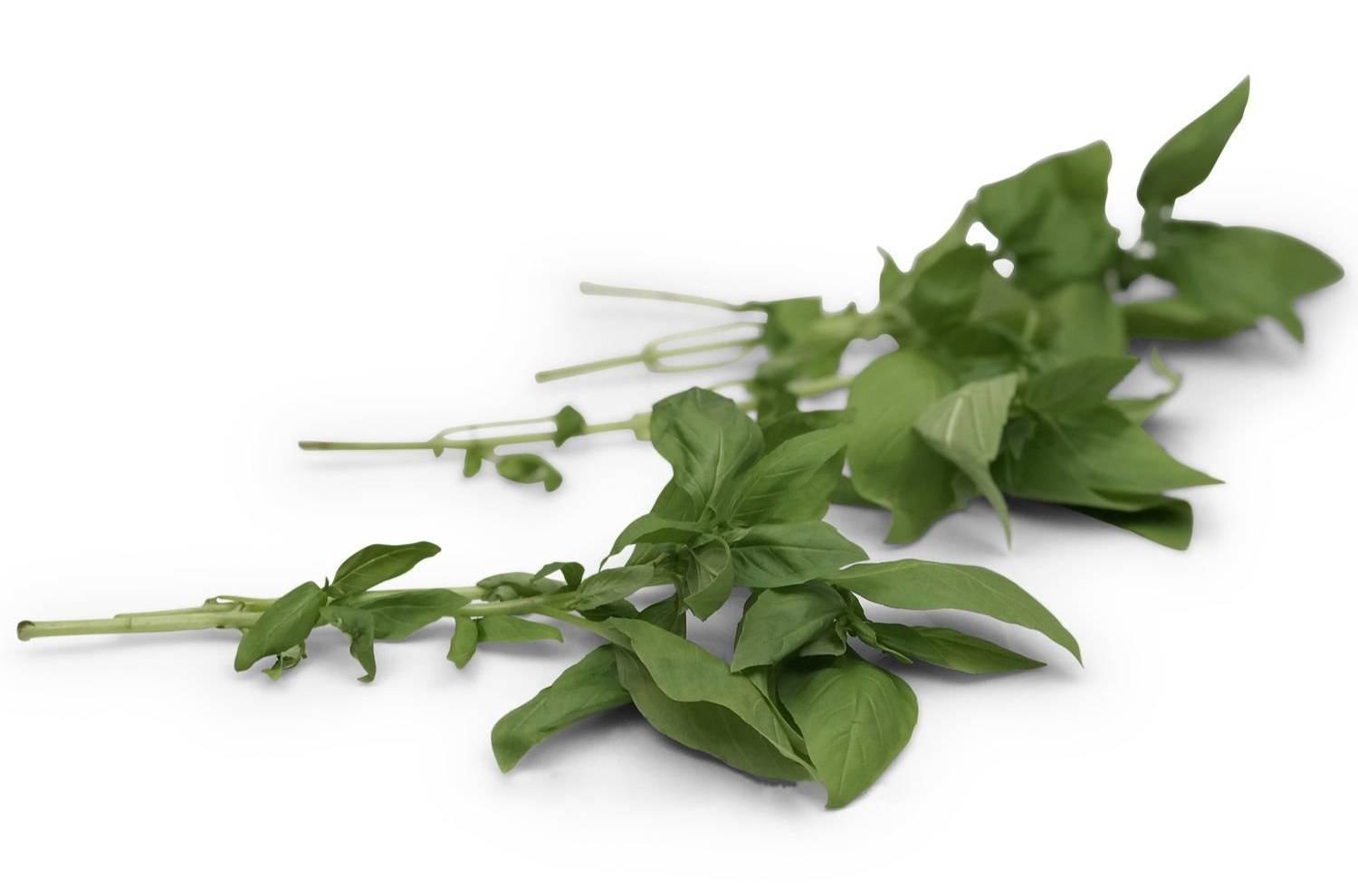 Basilic - le bouquet de 20g