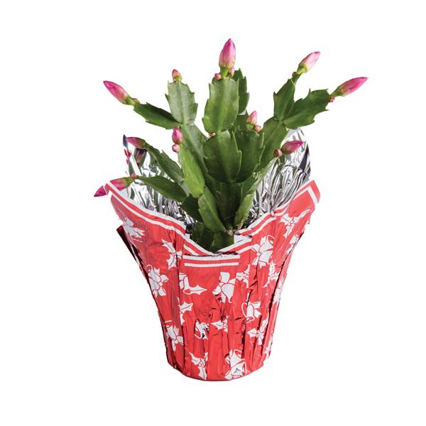 4" Christmas Cactus