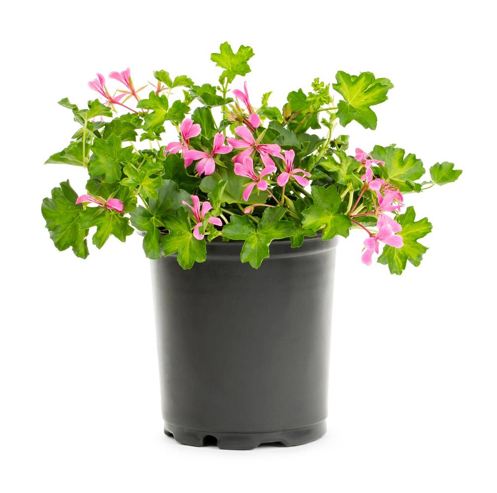 Lowe's Multicolor Ivy Geranium in 2.5 Quart(s) Pot | 18121