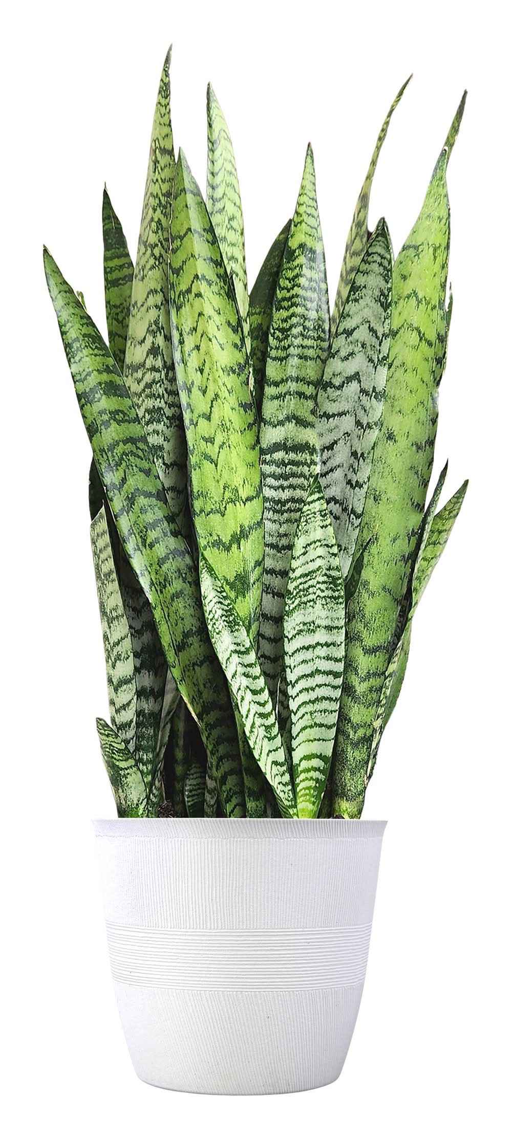 Lowe's Snake Plant House plant in 2 Gallon(s) Pot 1 -Pack