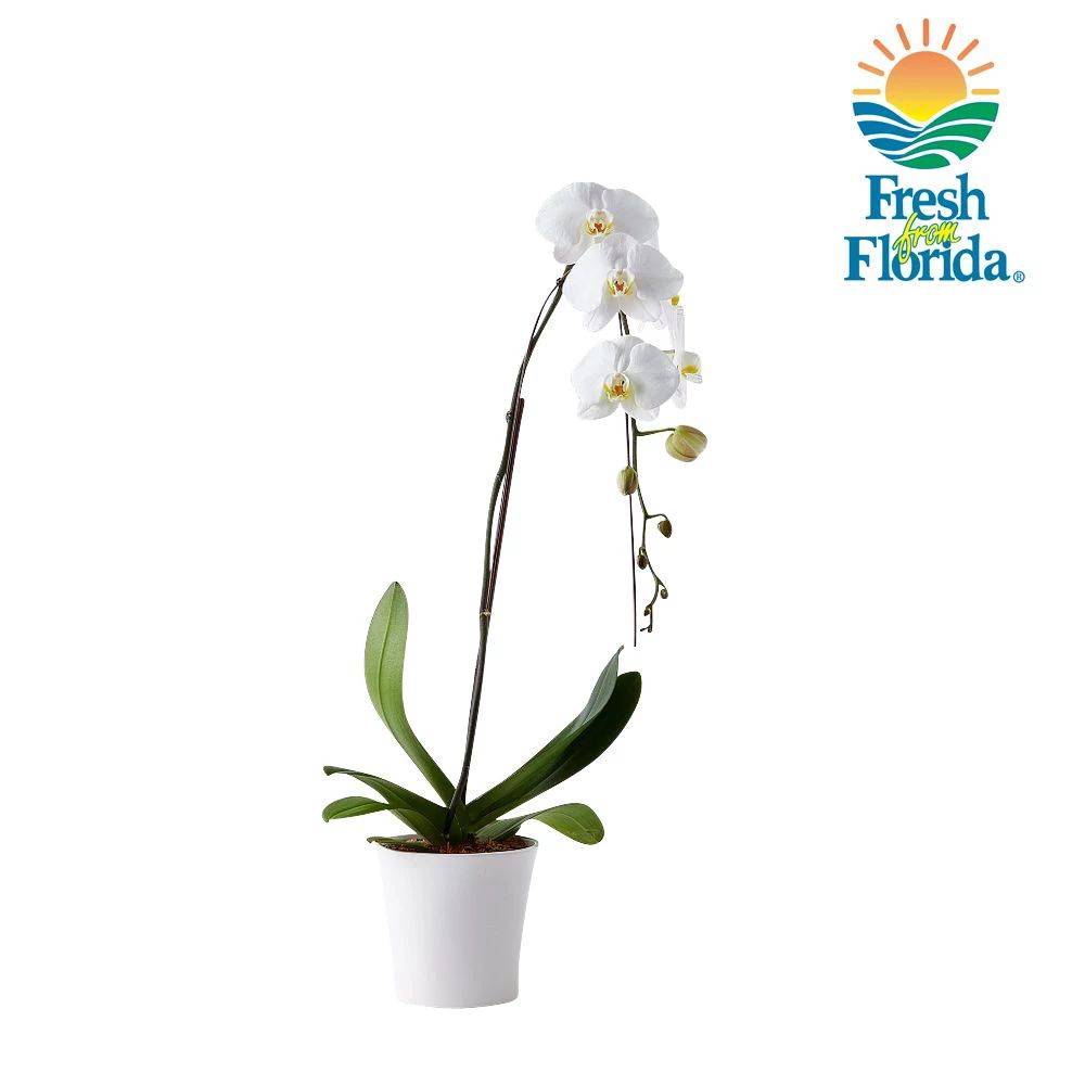 Floral Waterfall Orchid Plant
