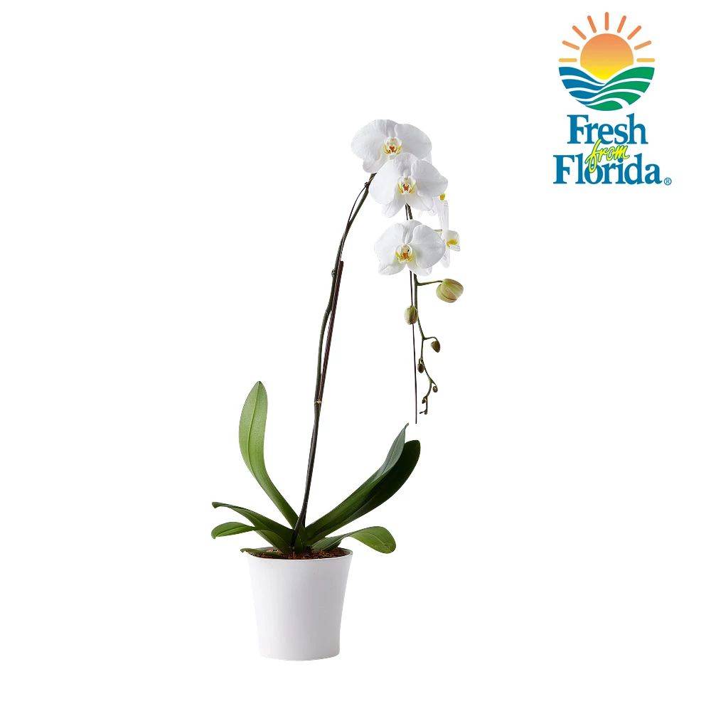 6 Inch Waterfall Orchid