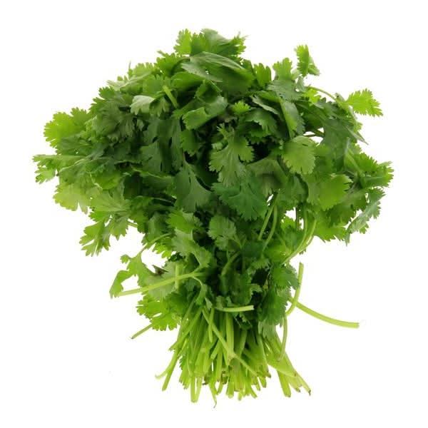Cilantro