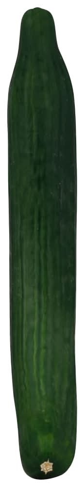 English Cucumber
