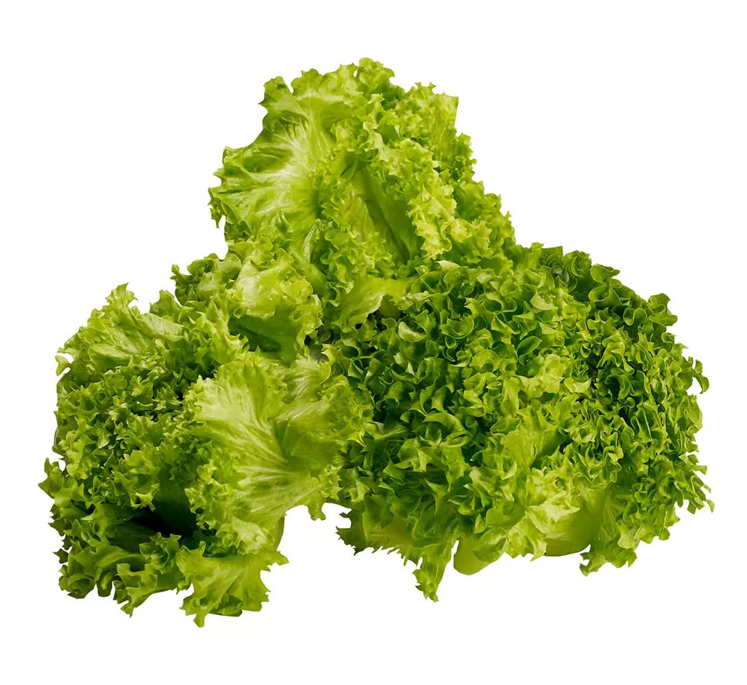 Lechuga italiana hidropónica (3 un)