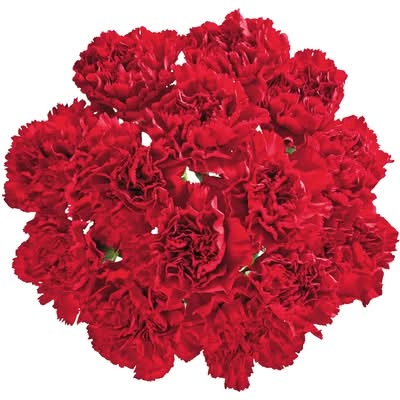 President's Choice Carnation Bunch 1.0 EA
