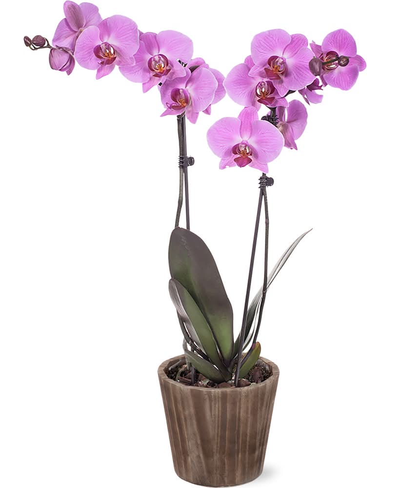 Fresh Live Potted Orchid in Container